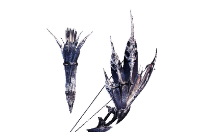 Hazak Velos II MHW Monster Hunter Wiki Fandom