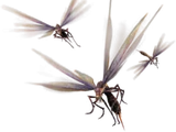 Vespoid