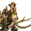 Primigenius