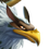 Griffin