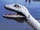 Giant Sea Serpent