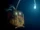 The Anglerfish
