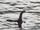 Loch Ness Monster