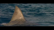 Vengeance's fin.