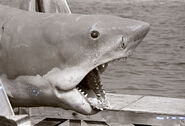 Jaws2.jpg (145 KB) Bruce