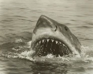 Jawsblack.png (258 KB) Bruce surfacing