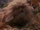 Fizzgig