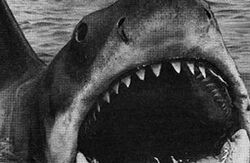 JawsBW.jpg