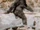 Bigfoot