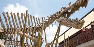 Spinosaurus-skeleton