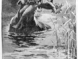 Bunyip