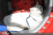 Kelvin's cat, Snowball, resting in Time Flys' tire.