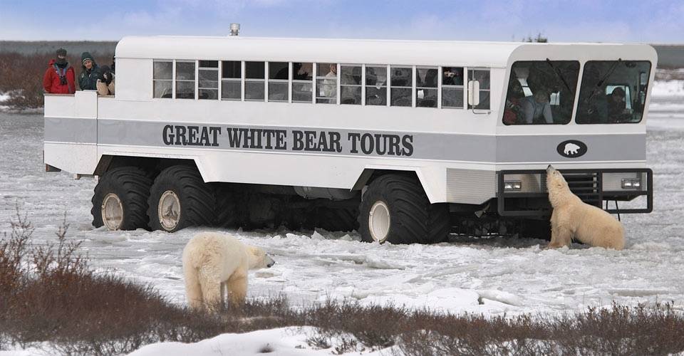 great white bear tours