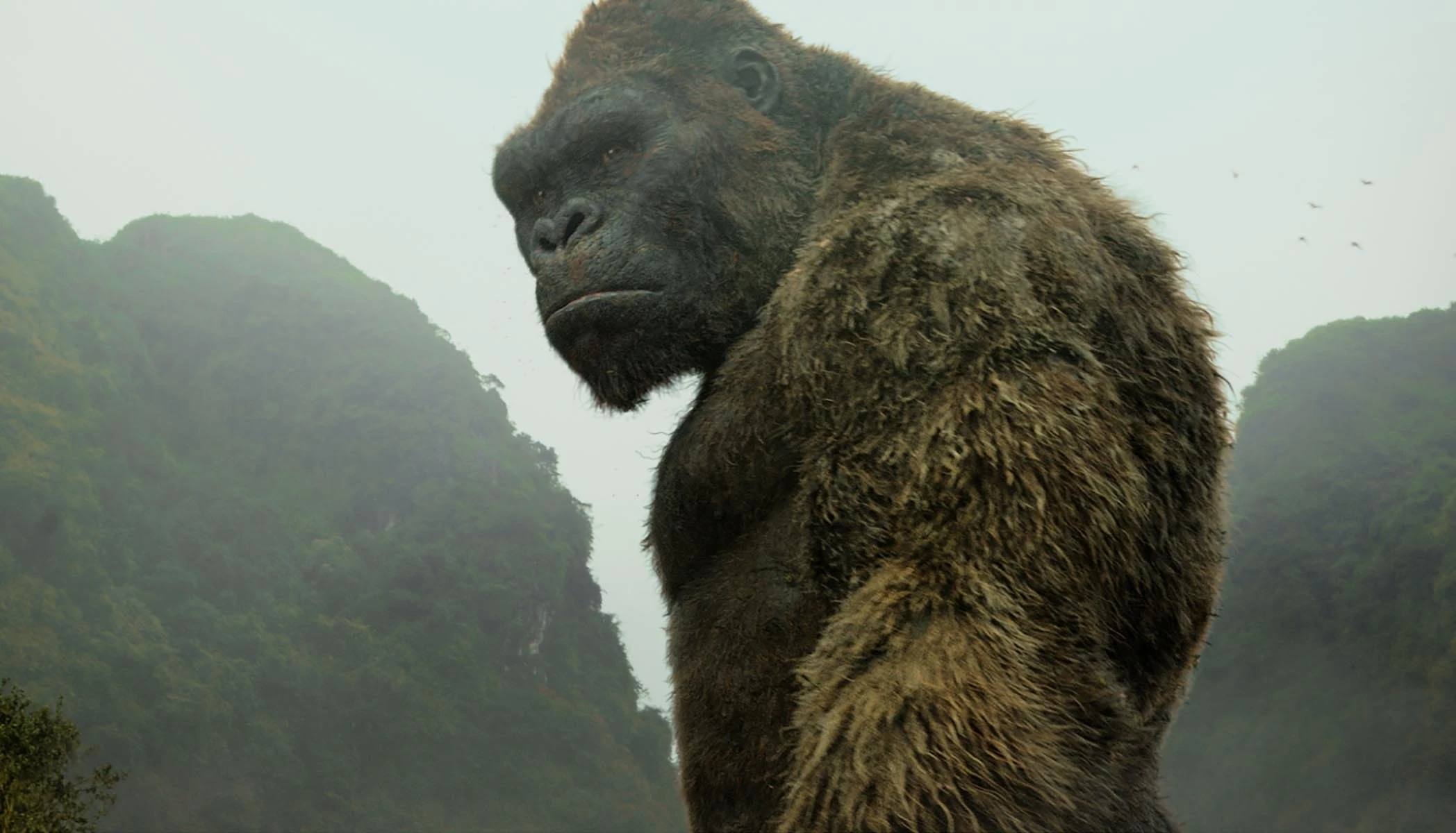 KONG (MONSTERVERSE) | Wiki Monsterverse Kaijus | Fandom, image size:2096x1200