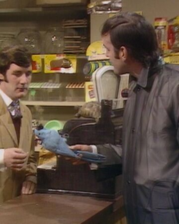 Dead Parrot Monty Python Wiki Fandom
