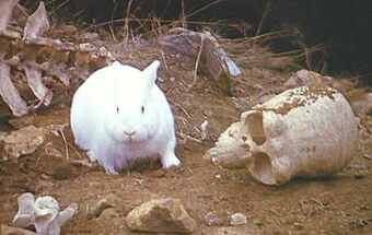 Image result for killer rabbit
