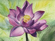 Mirthlotus