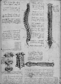 AbAnatomy2