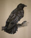 Crow.jpg