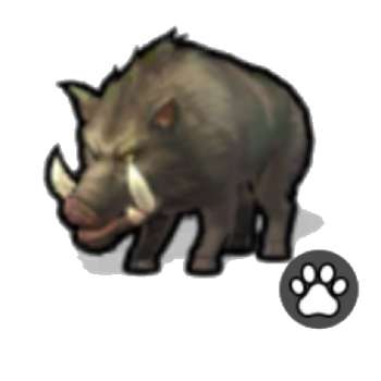 Black Highland Boar