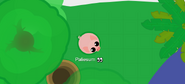 A rare Stinky Pig wandering around, near the Arctic, with a tree near by.