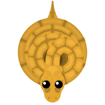 Golden Boa