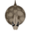 Boa Constrictor