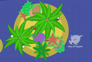 Season 1 island