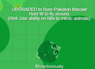 A rare, freshly upgraded Pakistan Macaw!