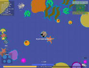 Plankton spawned in ocean.