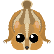 The Season 2 Desert Chipmunk with full cheeks