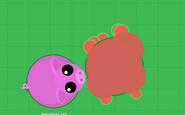 A berry near a berry bush