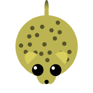 The Cheetah