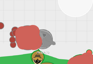 A Wolf hiding underneath a berry bush with dark berries in the Arctic