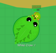 The Crocodile using its "Bite Drag" on a frog.