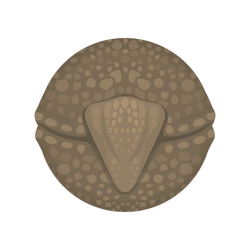 Armadillo, Mope.io Wiki, Fandom