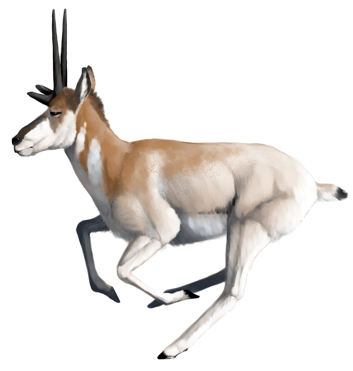 tetrameryx-more-dinosaurs-wiki-fandom