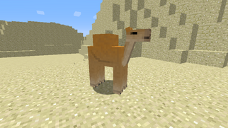 Camel