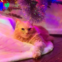 Opie Moriah Elizabeth Wiki Fandom Passionate about everything related to squishy toys, elizabeth is extremely creative when it comes to arts and craft. opie moriah elizabeth wiki fandom