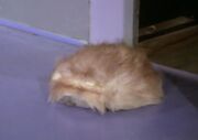 Naugachomp