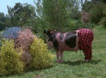 Mirth Cow