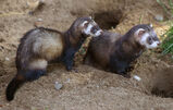 Polecat