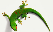 gecko