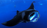 manta ray