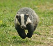 Badger