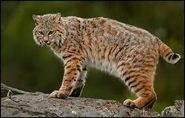 bobcat