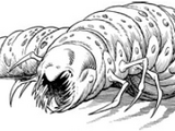 Drevak