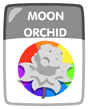 Moon Orchid