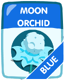 Blue Moon Orchid