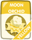 Yellow Moon Orchid